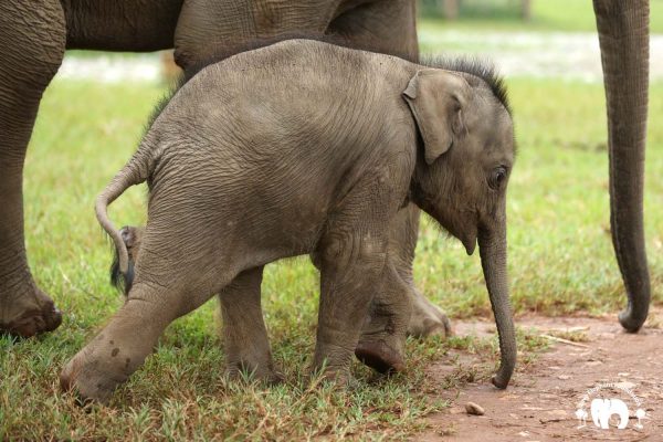 Rescued Baby Elephant Chaba