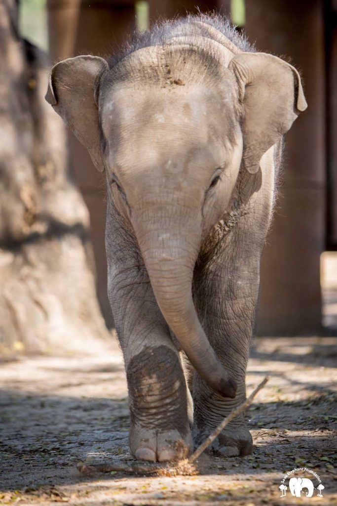 Rescued Baby Elephant Chaba