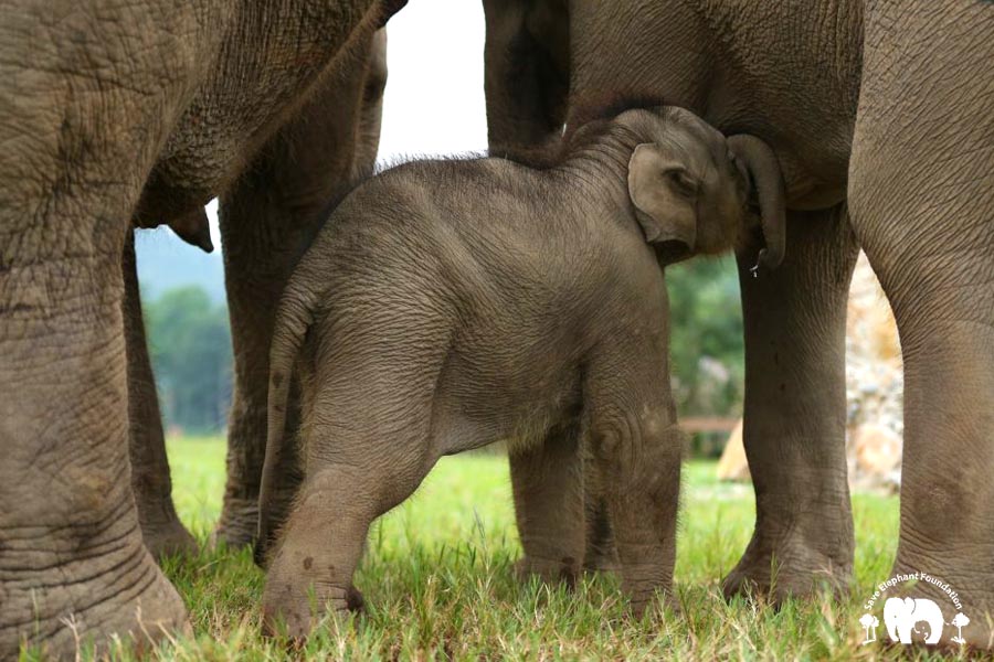 Baby Chaba — The Elephant Project