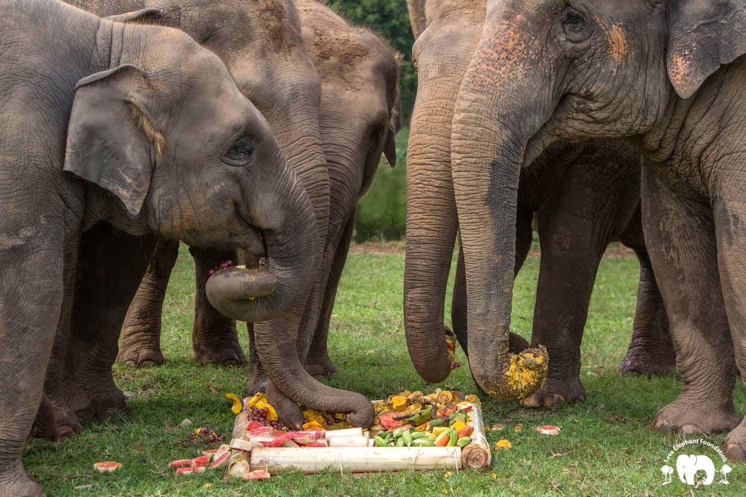General Donations - Save Elephant Foundation