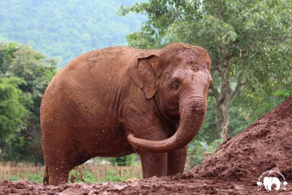 Blog - Save Elephant Foundation