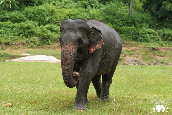 Elephant Faa Mai