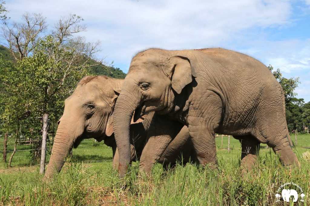 Elephant Faa Mai with Sri Nuan