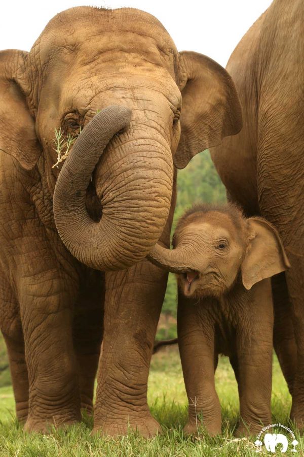 Elephant Faa Mai with Dok Mai