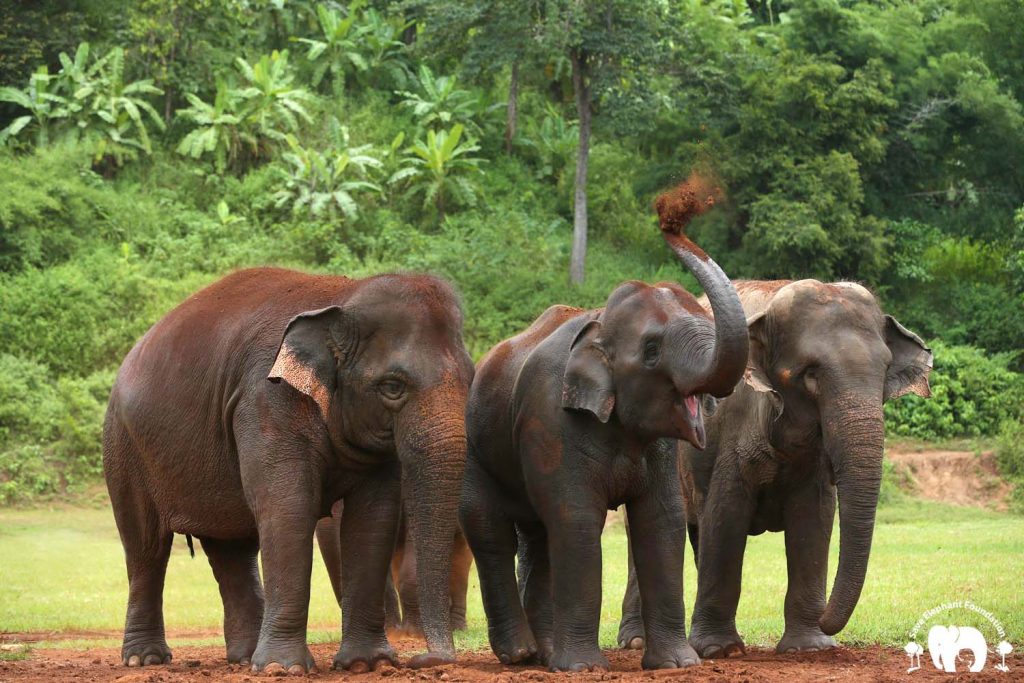 Elephant Faa Mai Herd