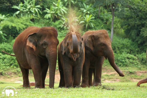 Elephant Faa Mai Herd