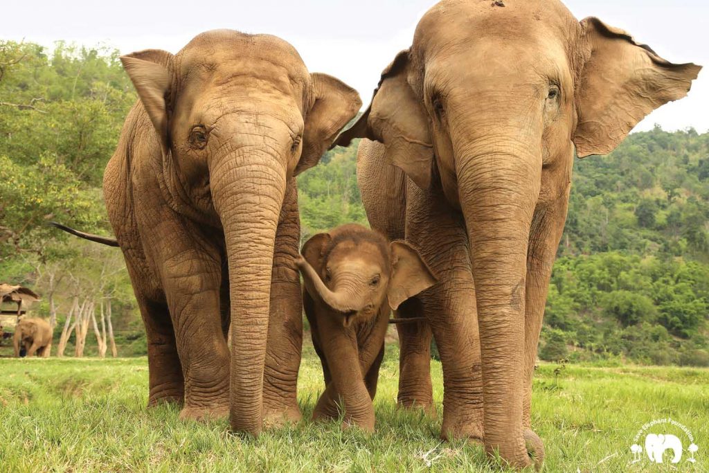 Elephant Faa Mai with Dok Mai & Dok Ngern