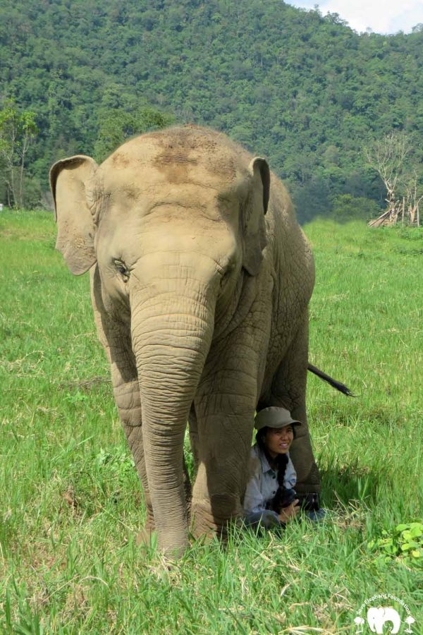 Elephant Faa Mai and Lek