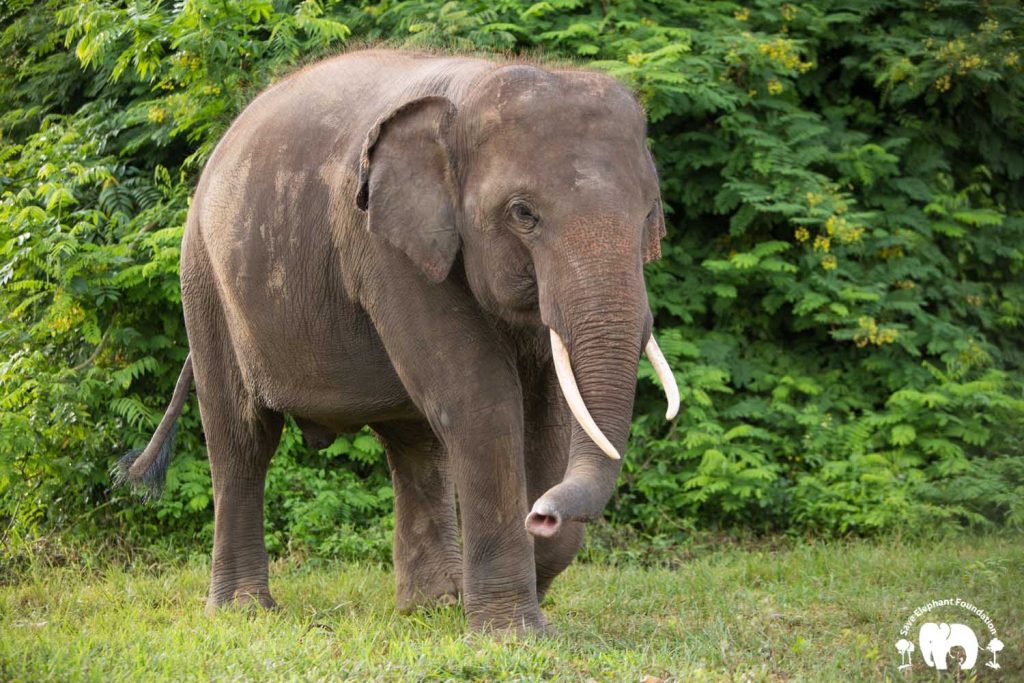 Rescued Bull Elephant Gluay Hom