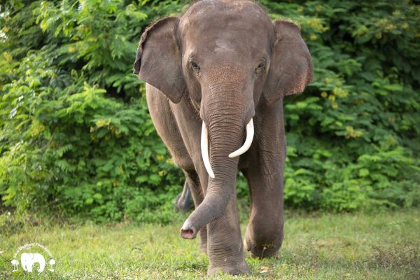 Rescued Bull Elephant Gluay Hom