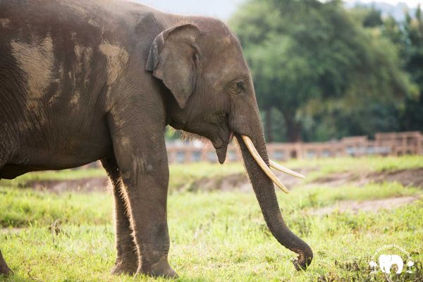 Rescued Bull Elephant Gluay Hom