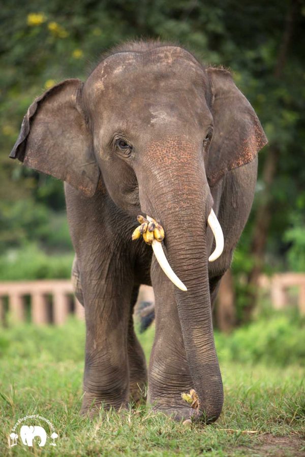 Rescued Bull Elephant Gluay Hom