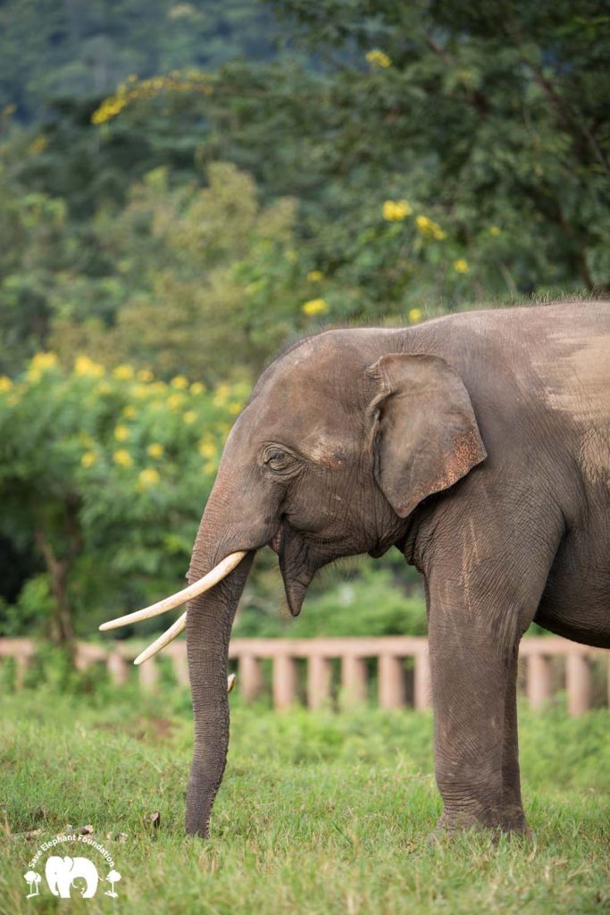 Rescued Bull Elephant Gluay Hom