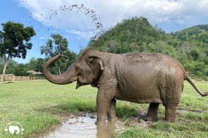 Rescued Blind Elephant Jokia