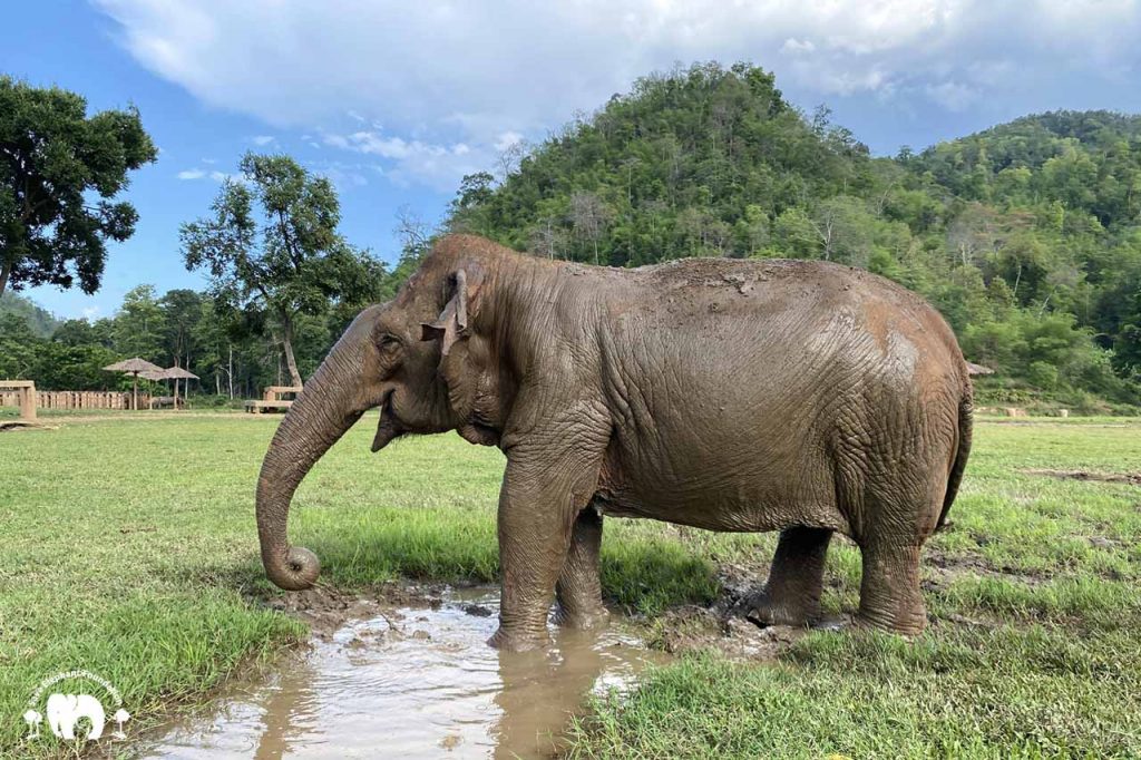 Rescued Blind Elephant Jokia