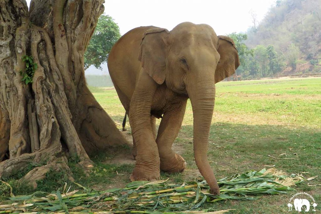 Kabu Rescued Elephant