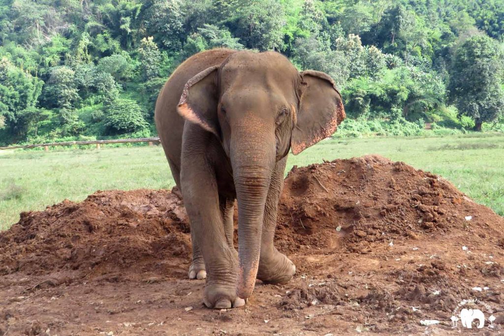 Kabu Rescued Elephant