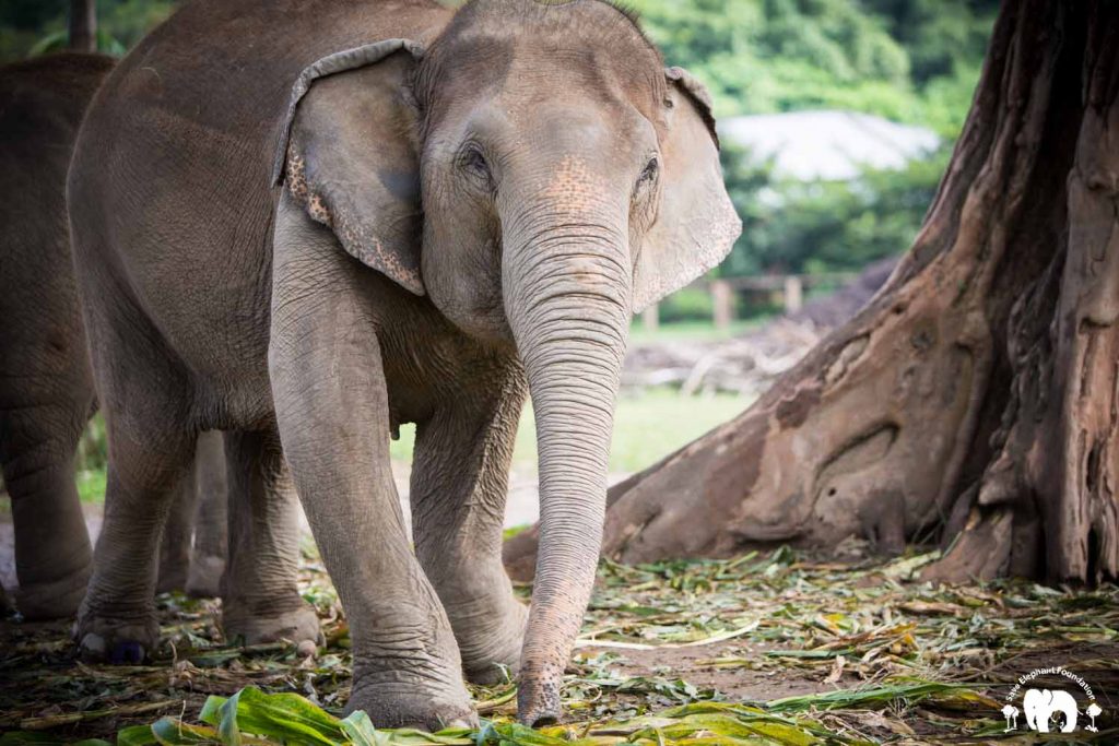 Kabu Rescued Elephant