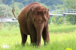 Rescued Elephant Kham La