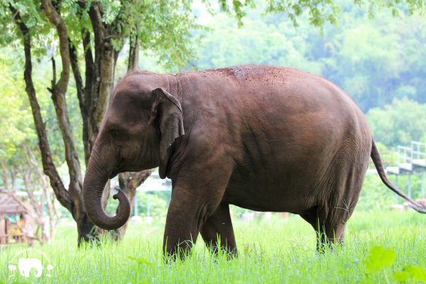 Rescued Elephant Kham La