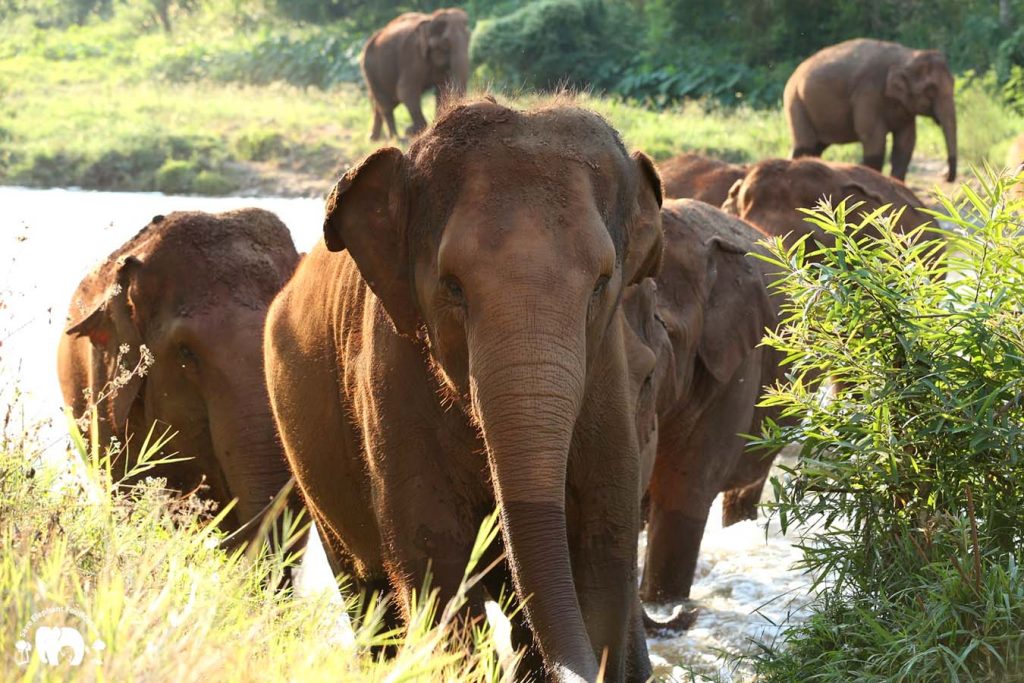 Rescued Elephant Kham La Herd