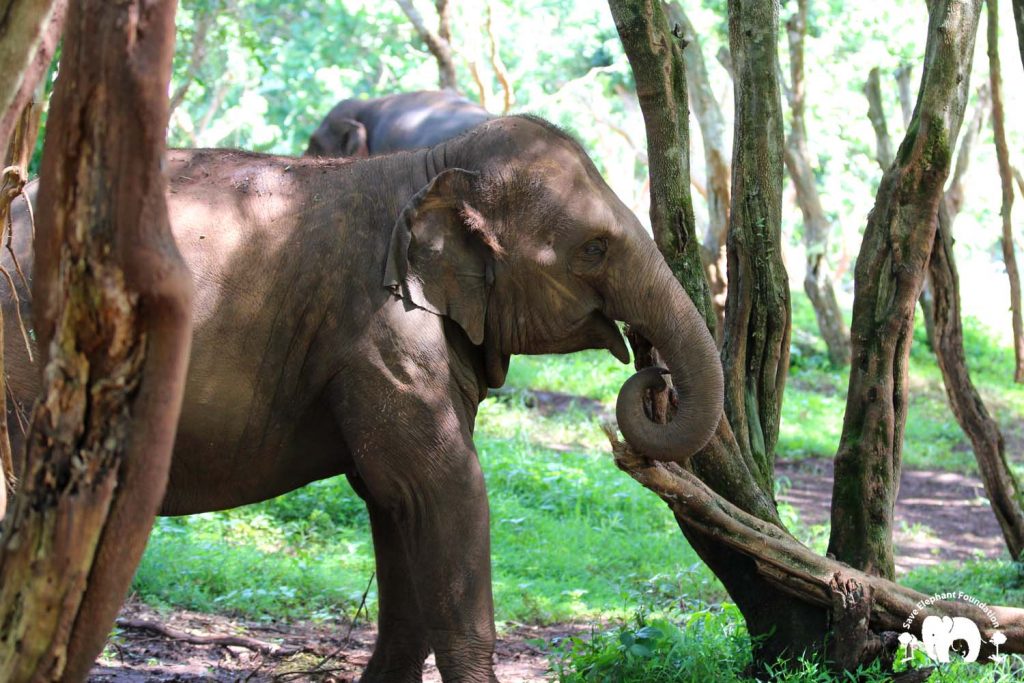 Rescued Elephant Kham La