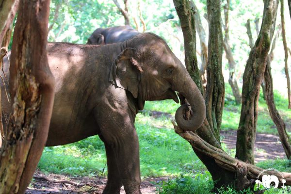 Rescued Elephant Kham La