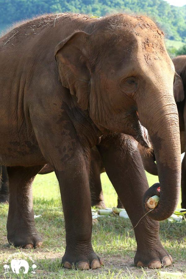 Rescued Elephant Kham La