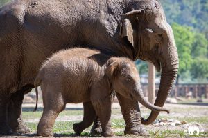 Rescued Elephant Kham Moon