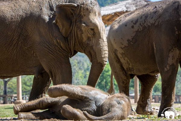 Rescued Elephants Kham Moon and Pyi Mai