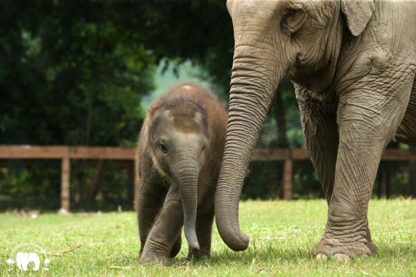 Rescued Elephants Kham Moon and Pyi Mai