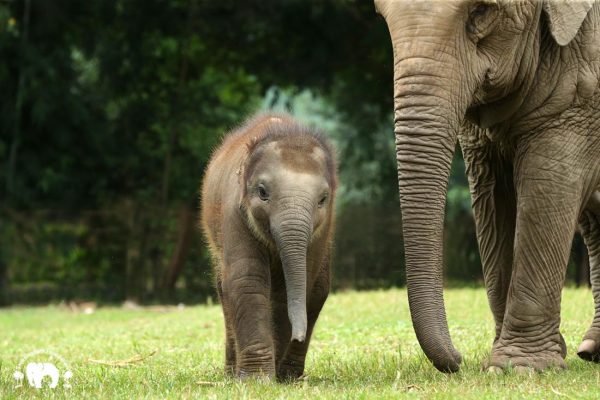 Rescued Elephants Kham Moon and Pyi Mai