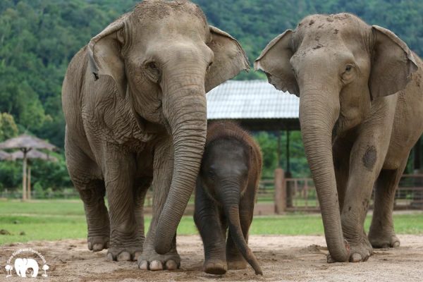 Rescued Elephants Kham Moon, Pyi Mai & D Max