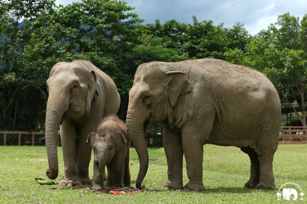 Rescued Elephants Kham Moon and Pyi Mai & D Max