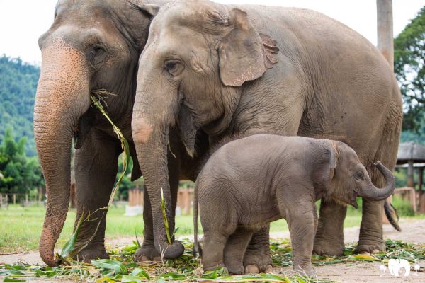 Rescued Elephant Mae Mai. Wan Mai & Sri Nuan