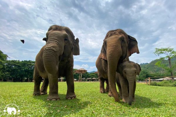 Rescued Elephant Mae Mai. Wan Mai & Sri Nuan