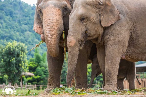 Rescued Elephant Mae Mai. Wan Mai & Sri Nuan