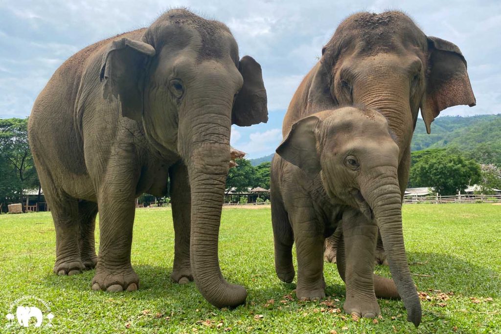 Rescued Elephant Mae Mai. Wan Mai & Sri Nuan