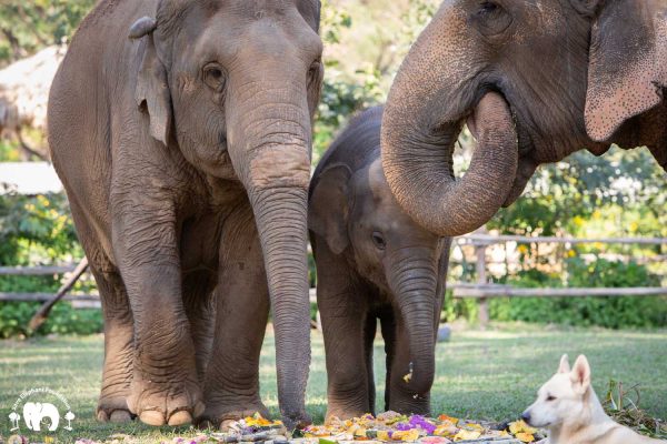 Rescued Elephant Mae Mai. Wan Mai & Sri Nuan