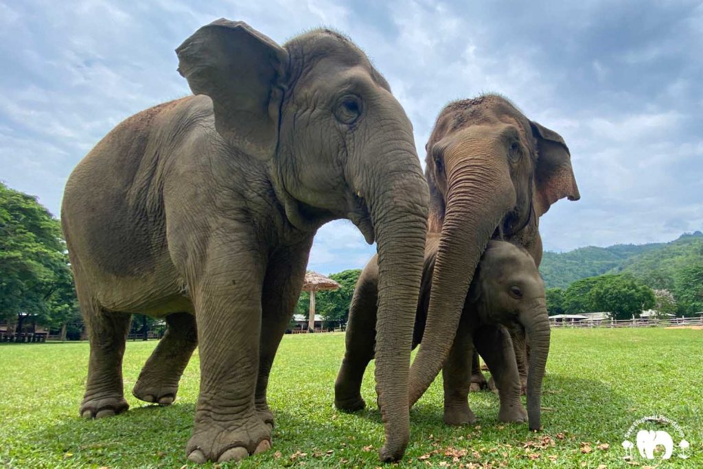 Rescued Elephant Mae Mai. Wan Mai & Sri Nuan