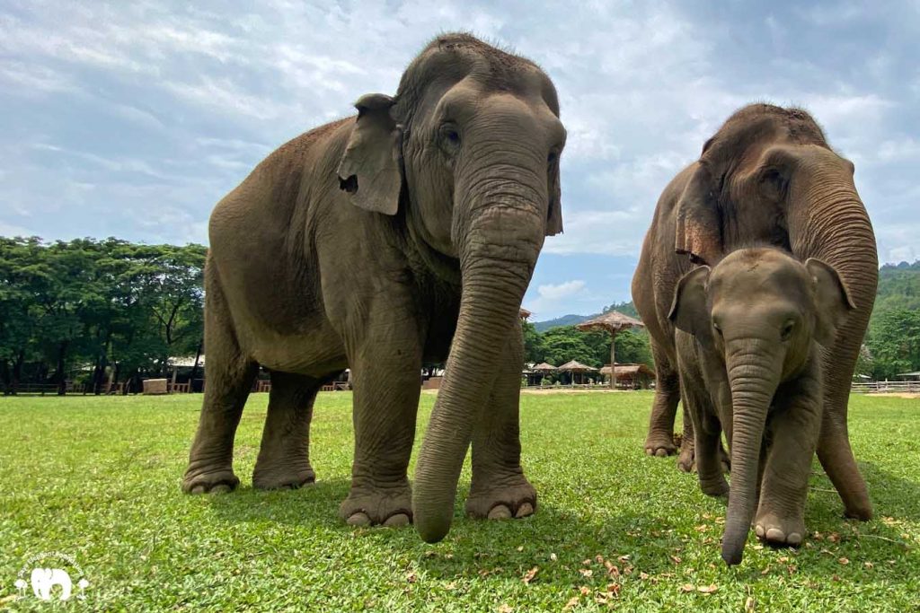 Rescued Elephant Mae Mai. Wan Mai & Sri Nuan