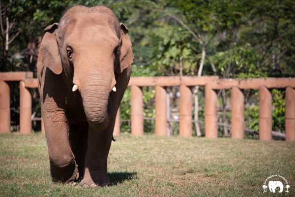 Bull Elephant Navaan