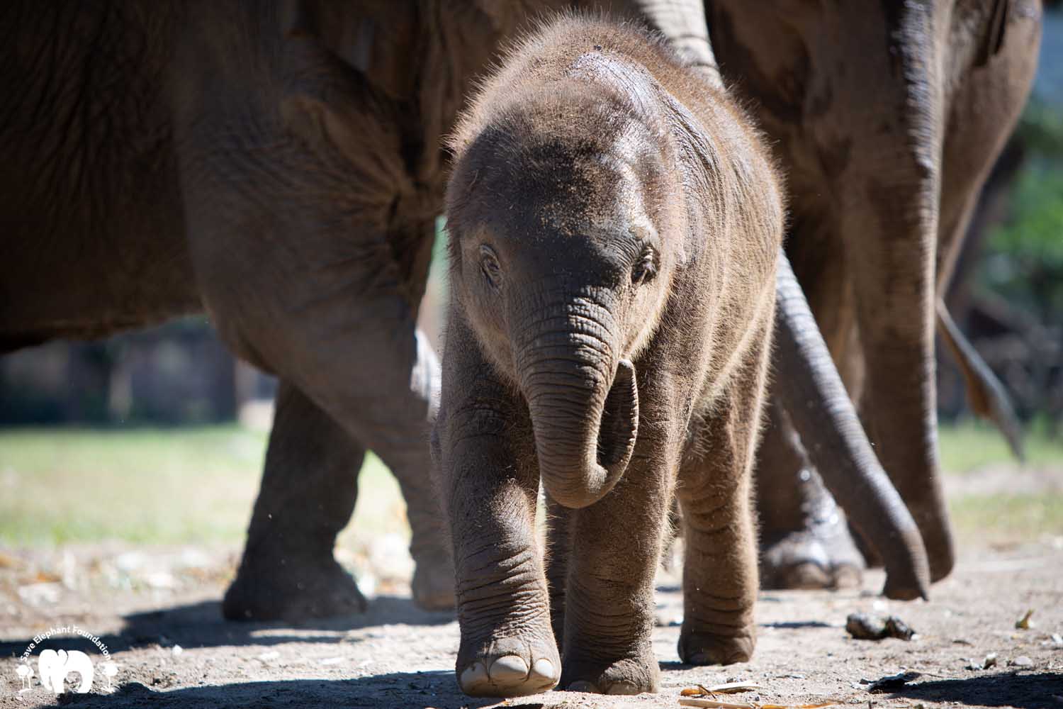 Baby Elephant Pyi Mai - Save Elephant Foundation