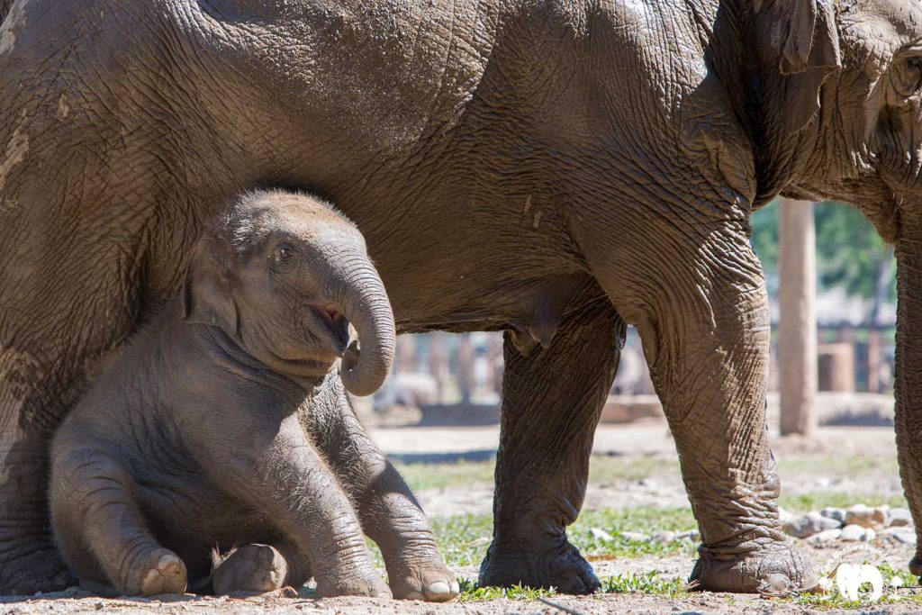 Baby Elephant Pyi Mai