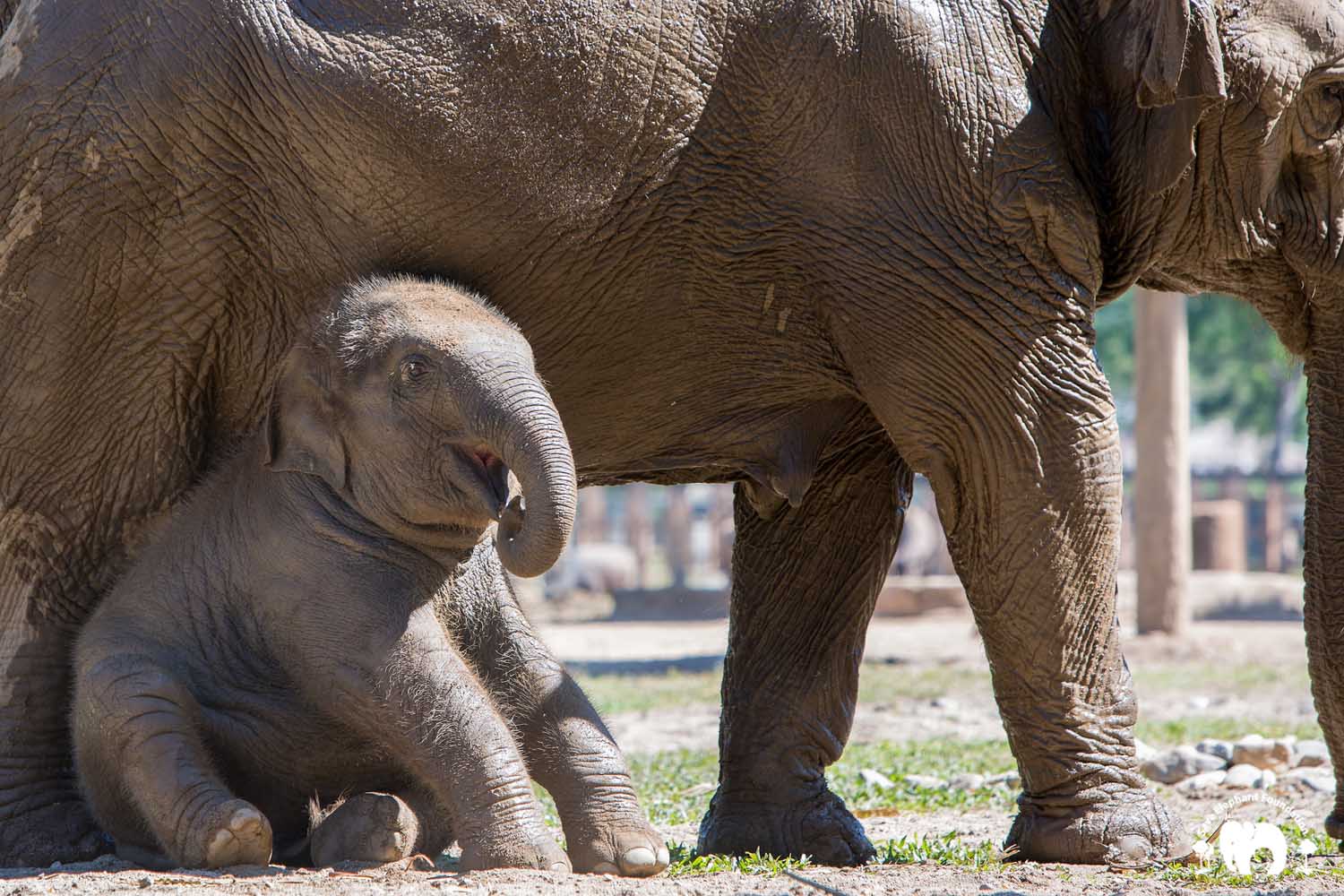 Baby Elephant Pyi Mai - Save Elephant Foundation