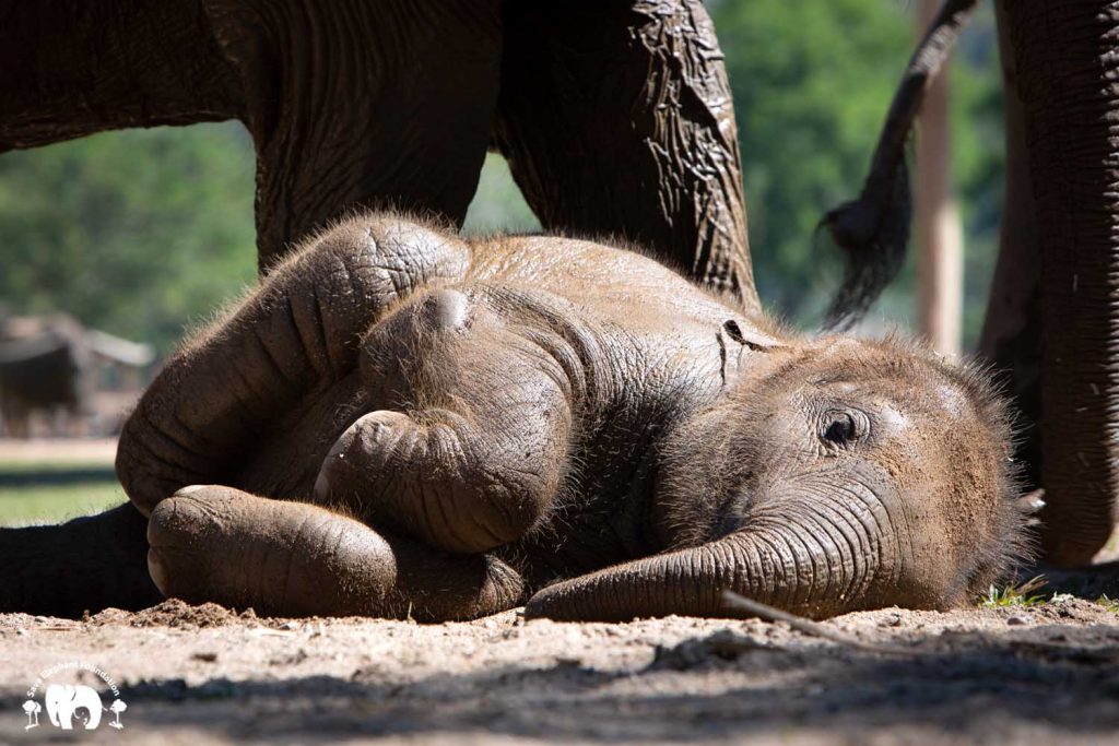 Baby Elephant Pyi Mai