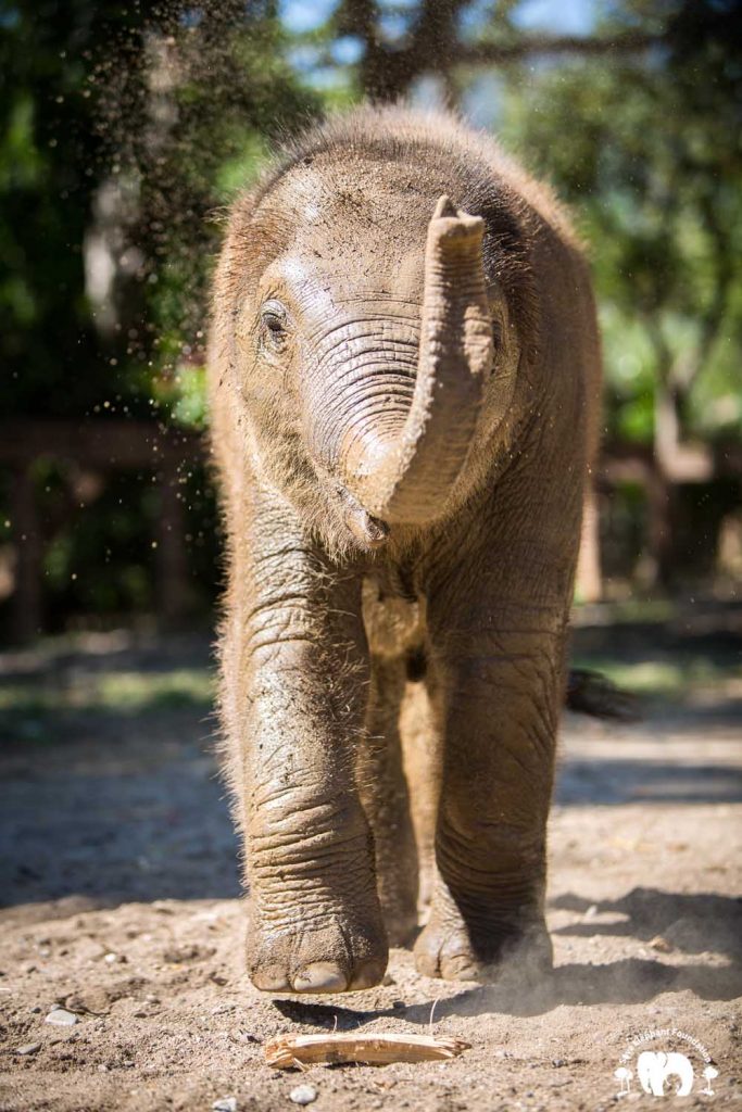 Baby Elephant Pyi Mai