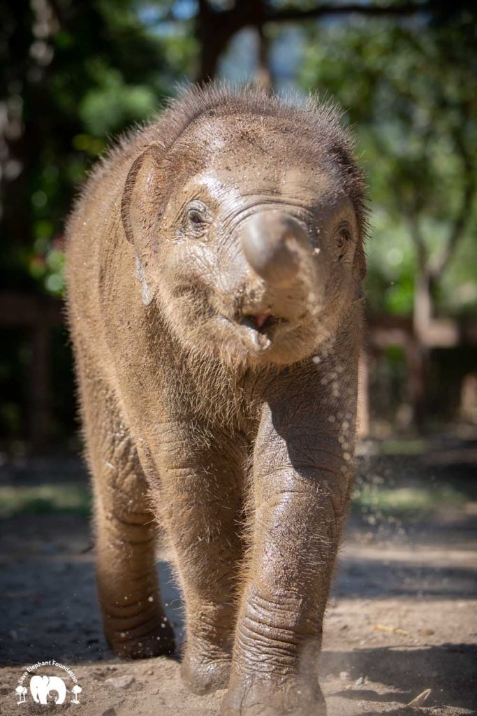 Baby Elephant Pyi Mai