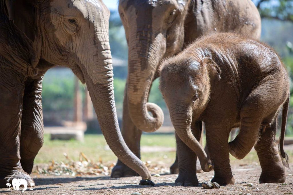 Baby Elephant Pyi Mai