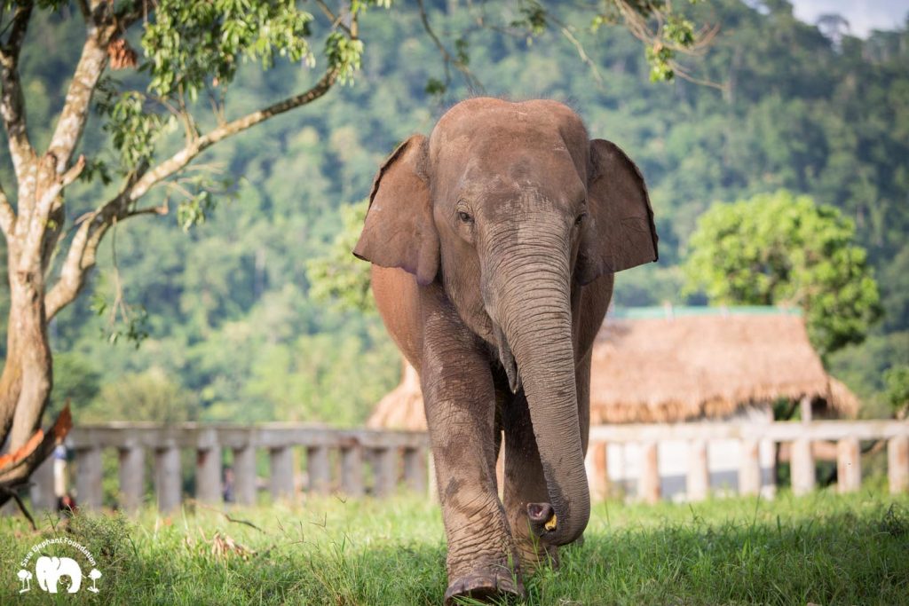 Rescued Bull Elephant San Meung